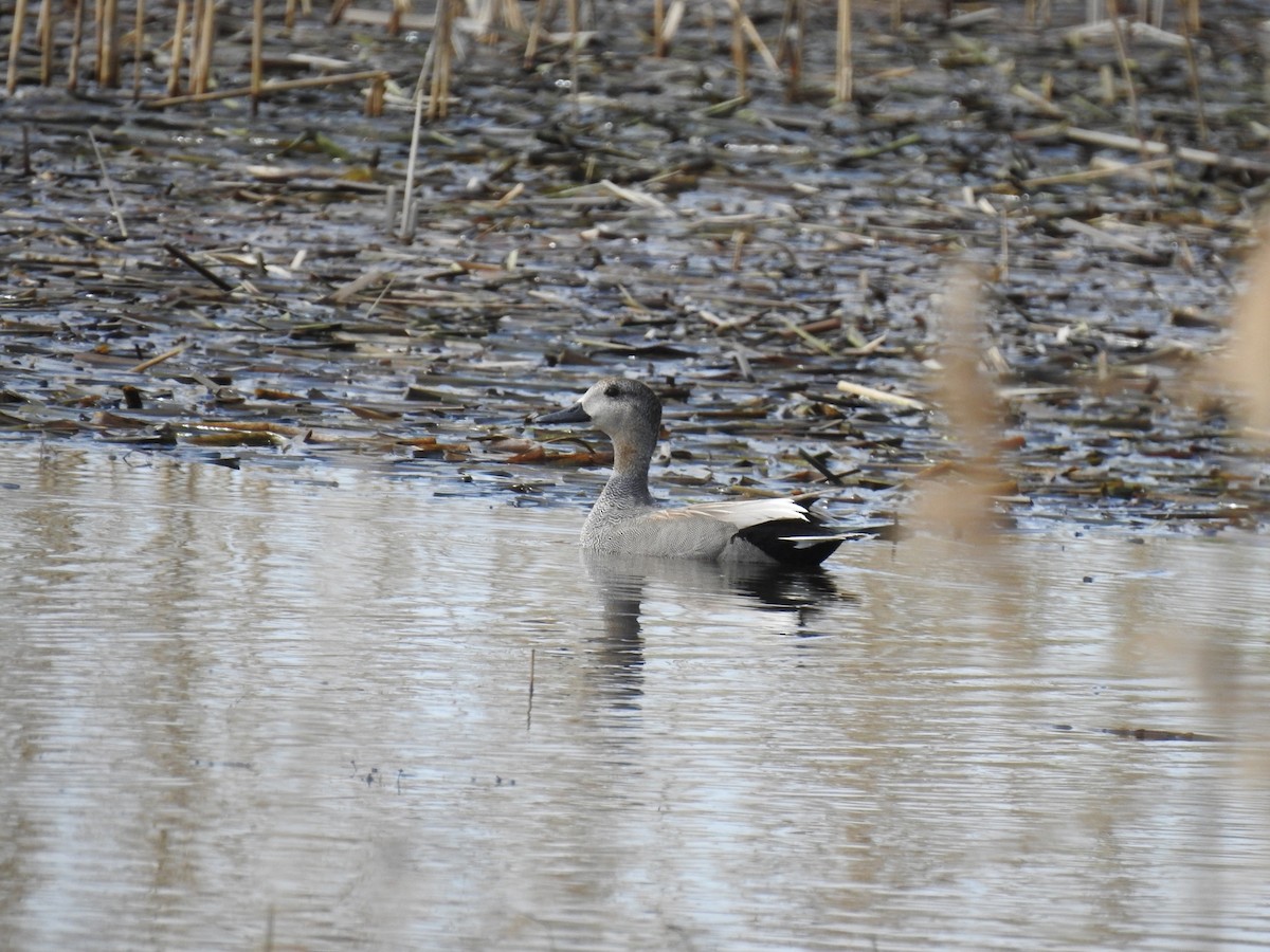Gadwall - ML633269387