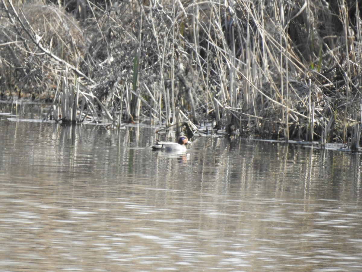 Green-winged Teal - ML633269392