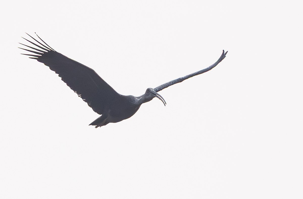 Giant Ibis - ML633269403