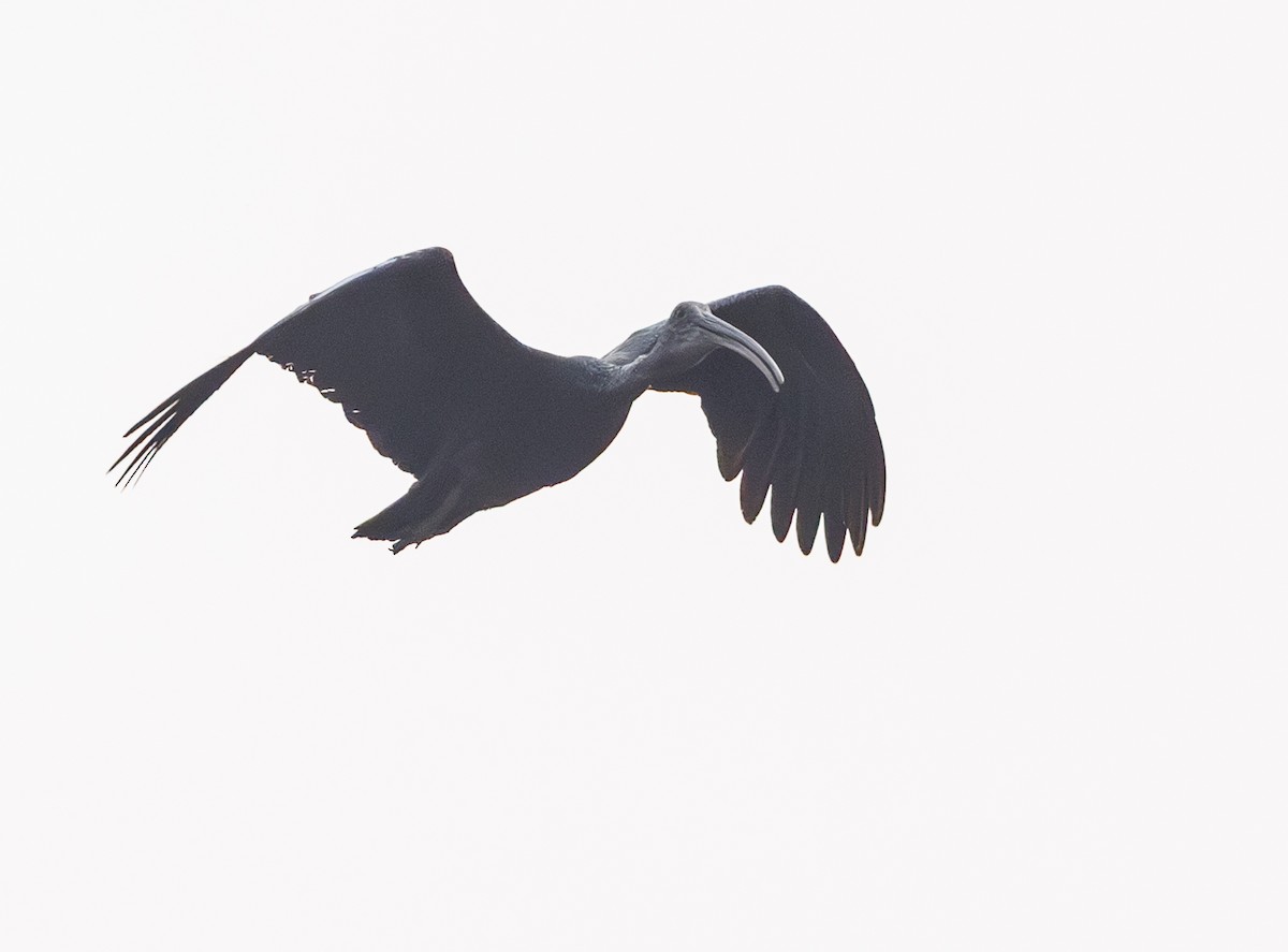 Giant Ibis - ML633269404