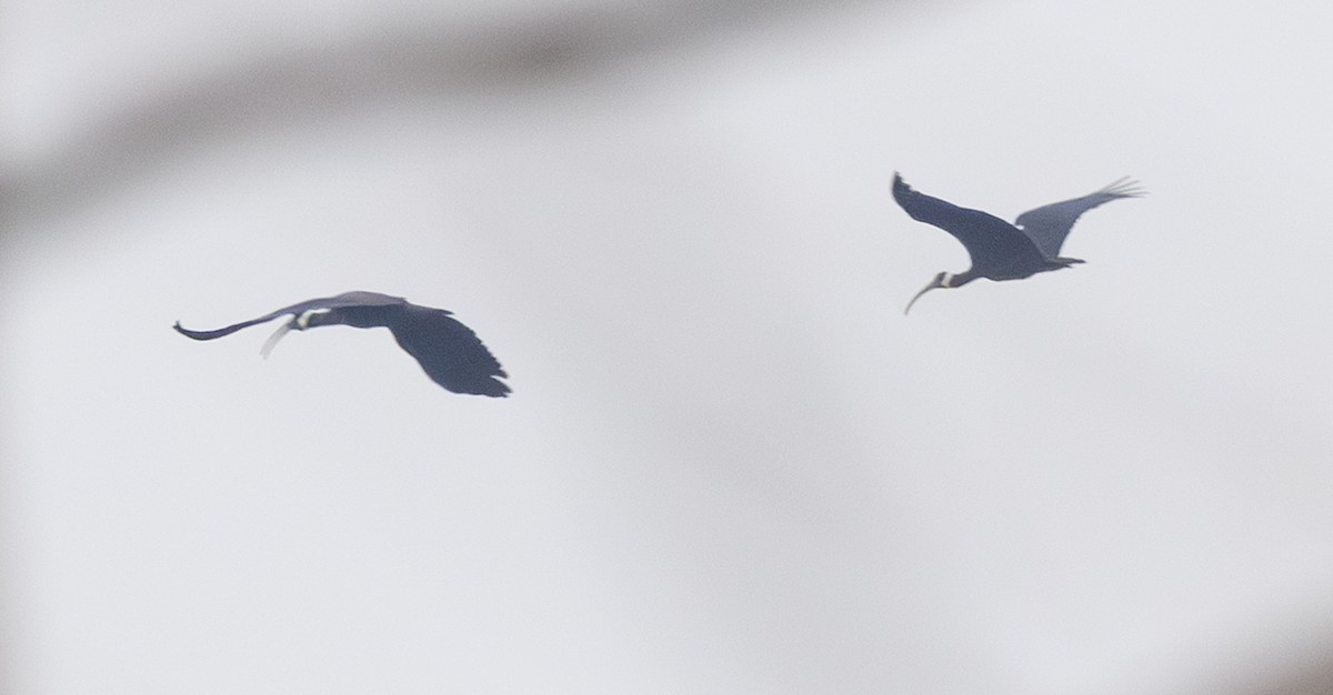 White-shouldered Ibis - ML633269406