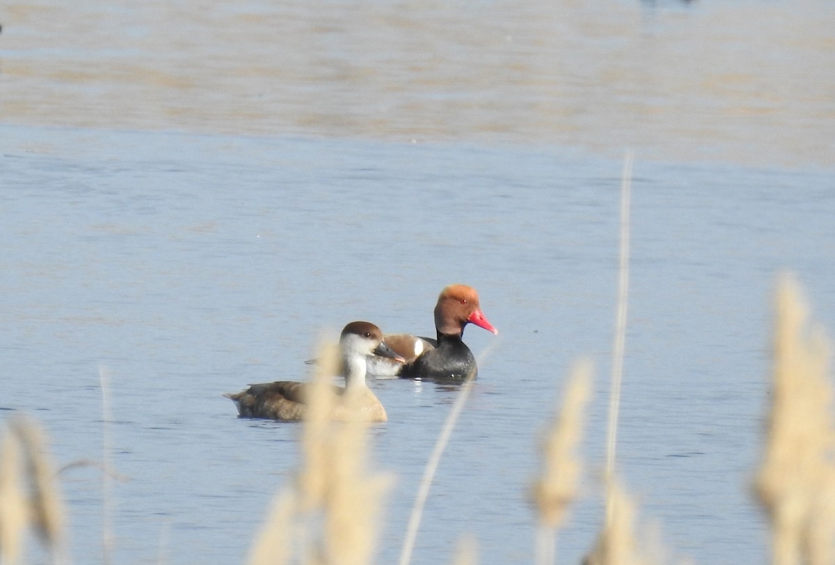 Red-crested Pochard - ML633269409
