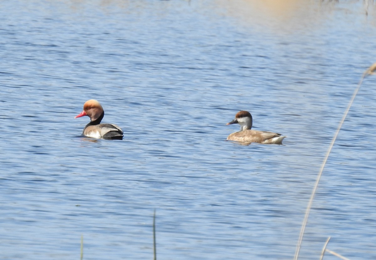 Red-crested Pochard - ML633269411