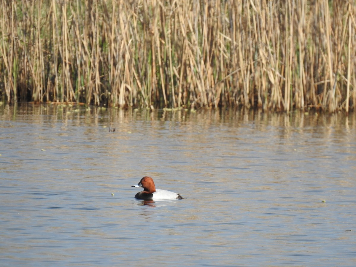 Common Pochard - ML633269414