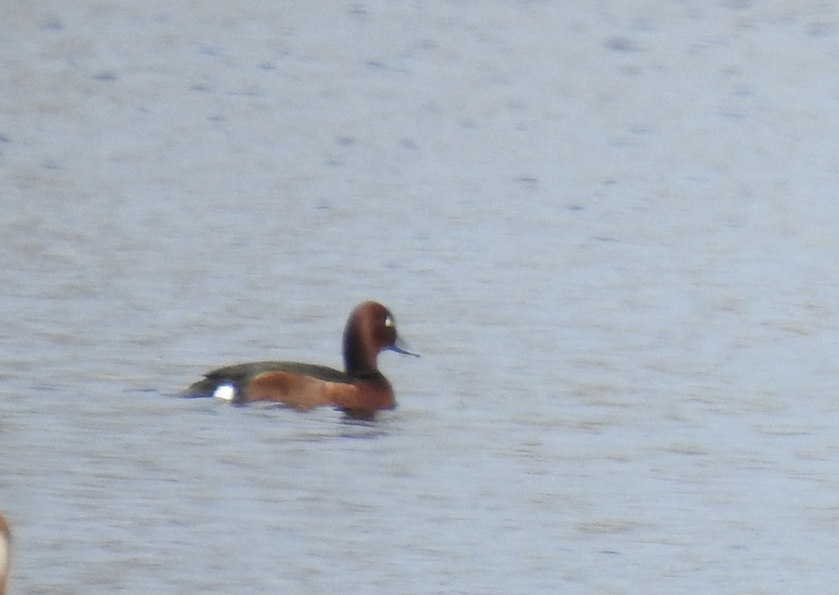 Ferruginous Duck - ML633269417