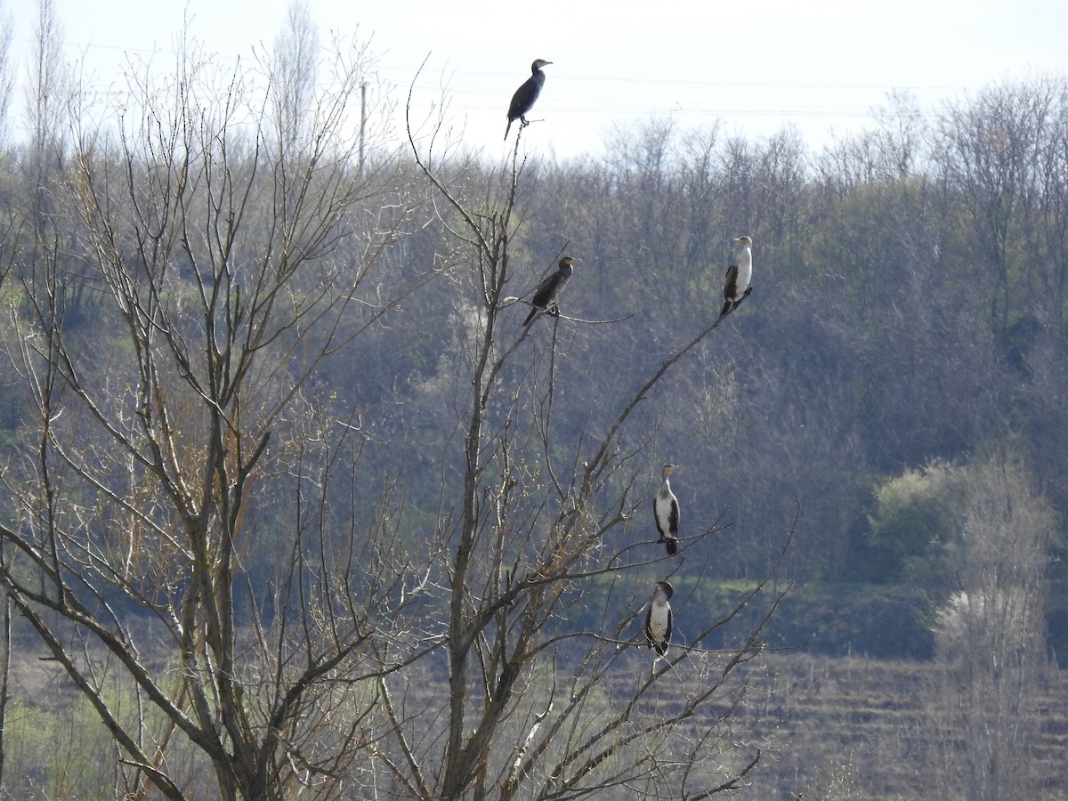 Great Cormorant - ML633269431