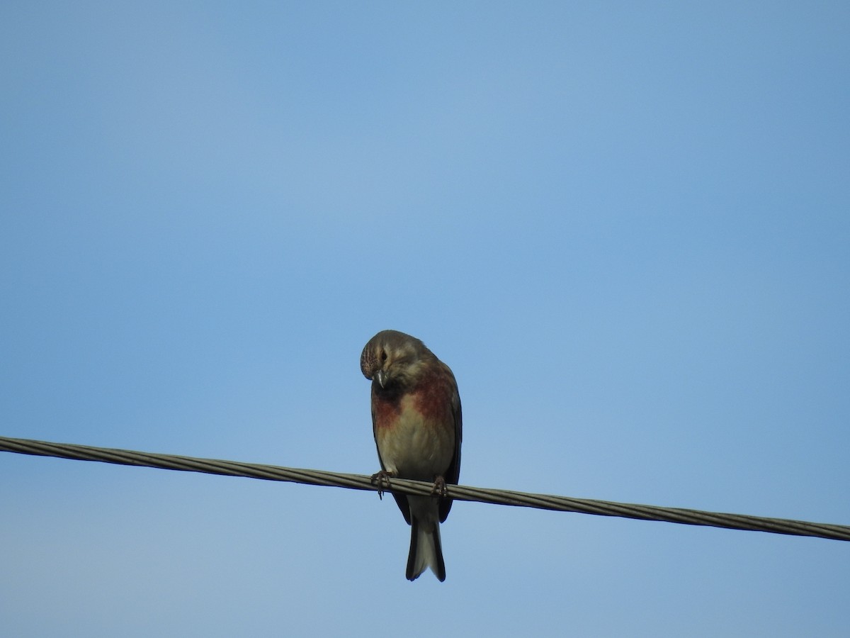 Eurasian Linnet - ML633269441