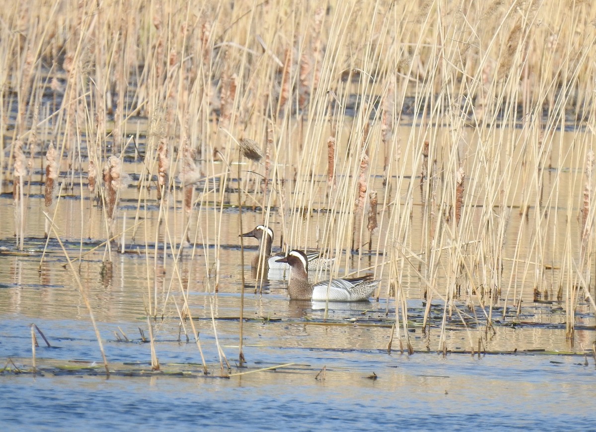 Garganey - ML633269458