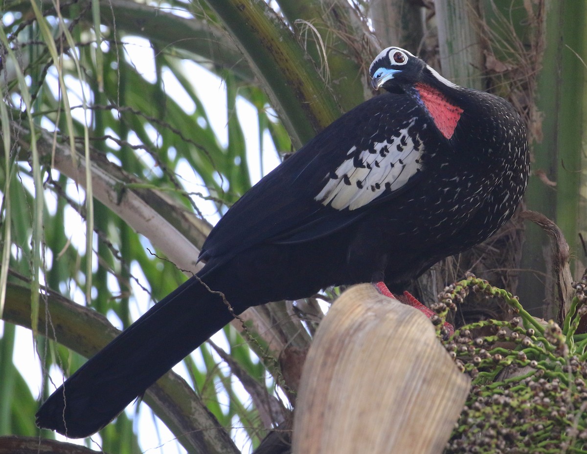 Black-fronted Piping-Guan - ML633269462