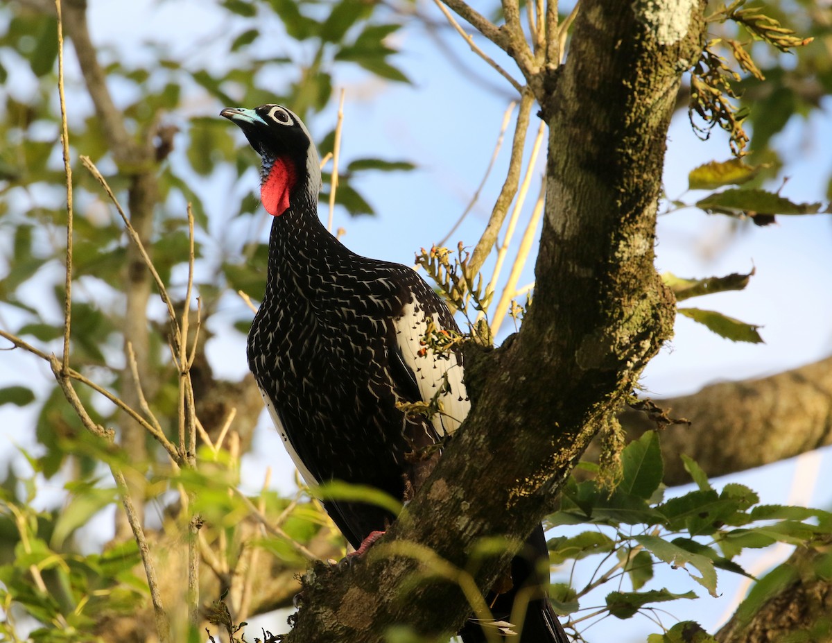 Black-fronted Piping-Guan - ML633269463