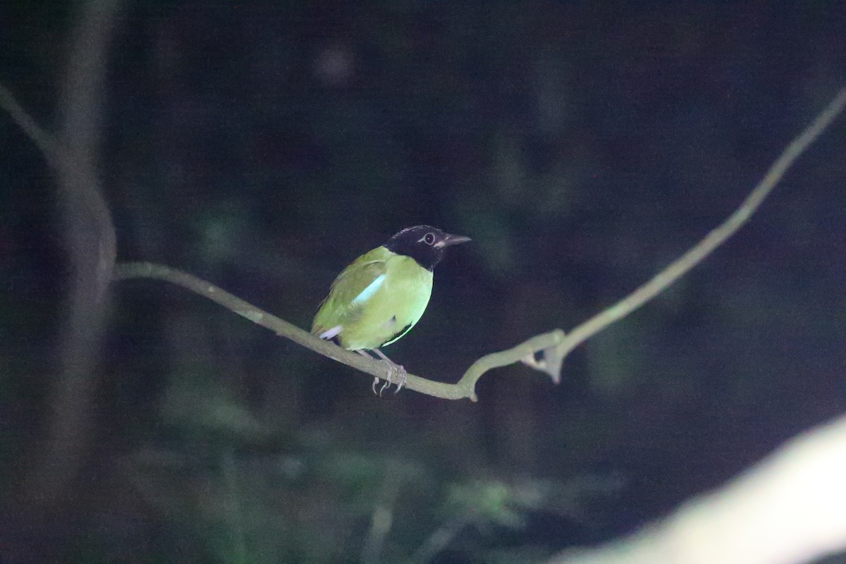 Western Hooded Pitta (Philippine) - ML633269482