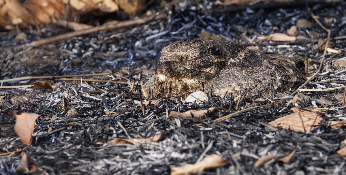 Savanna Nightjar (Northern) - ML633269487