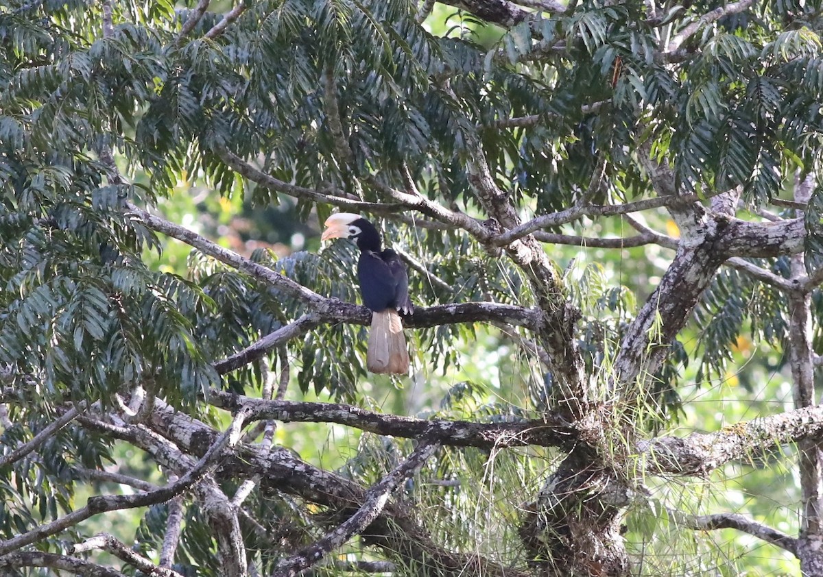 Cálao de Palawan - ML633269532