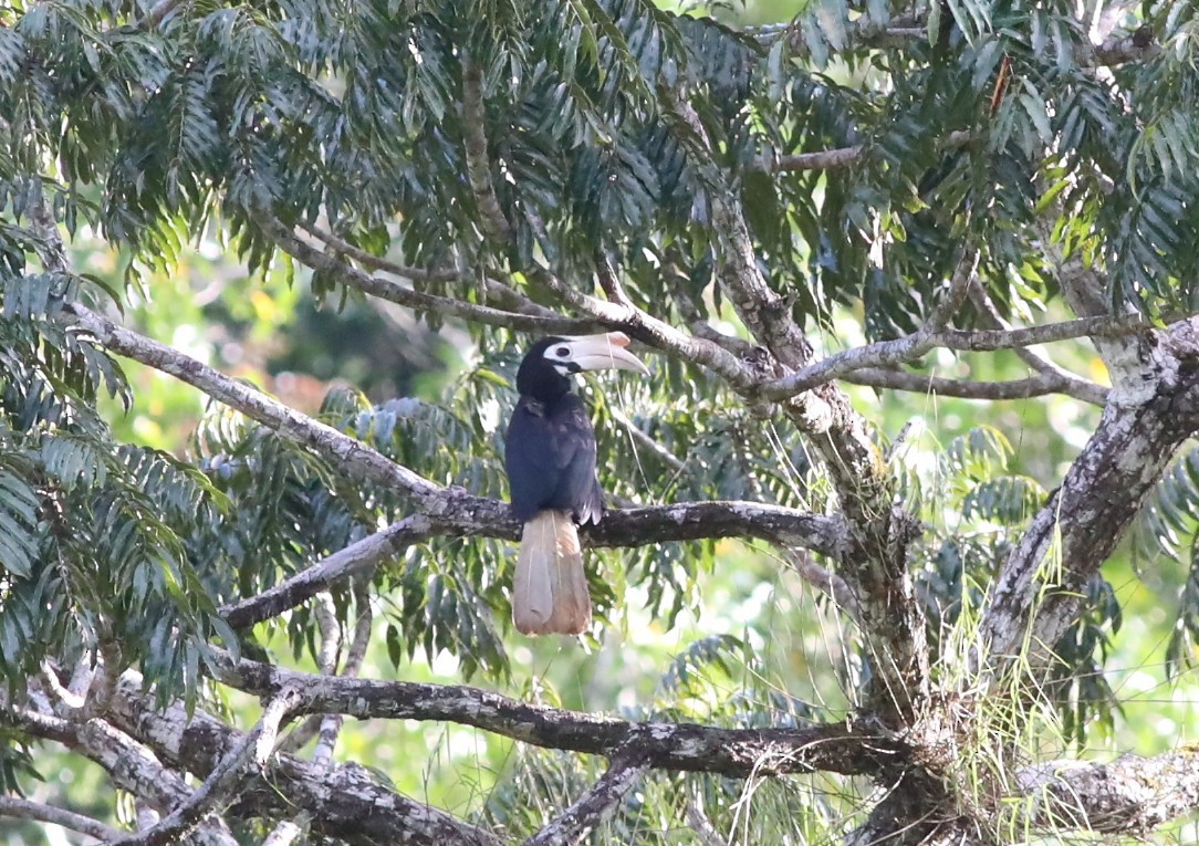Cálao de Palawan - ML633269539