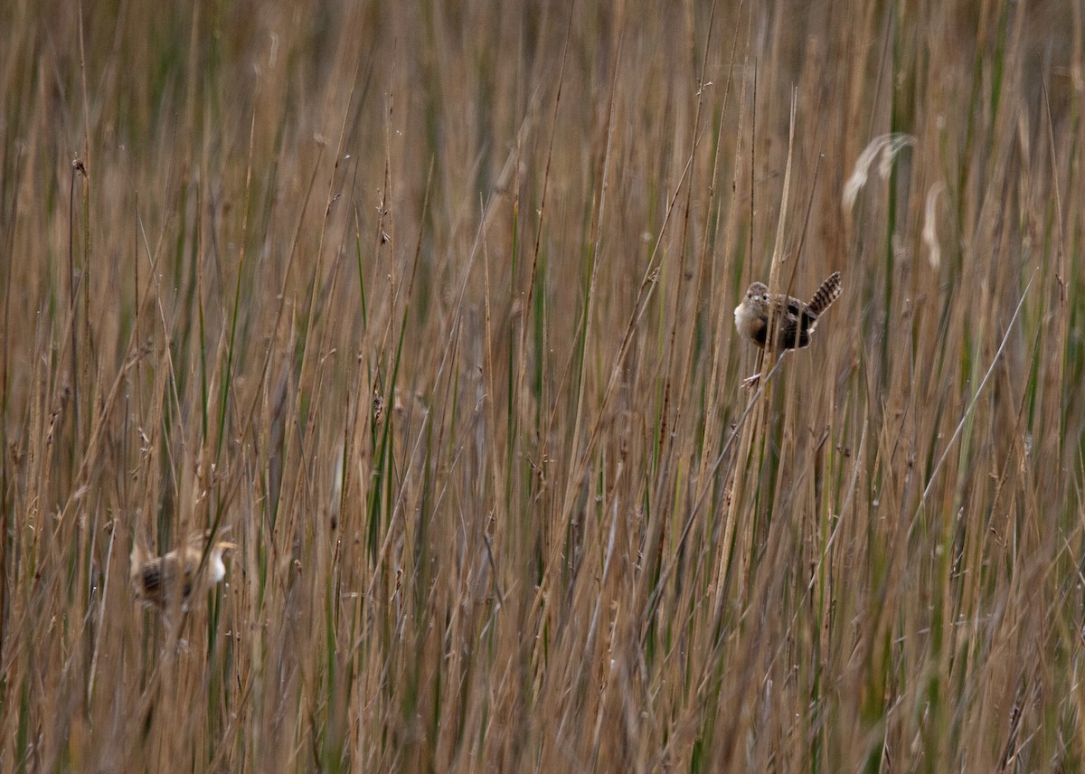Grass Wren (Paramo) - ML633269545