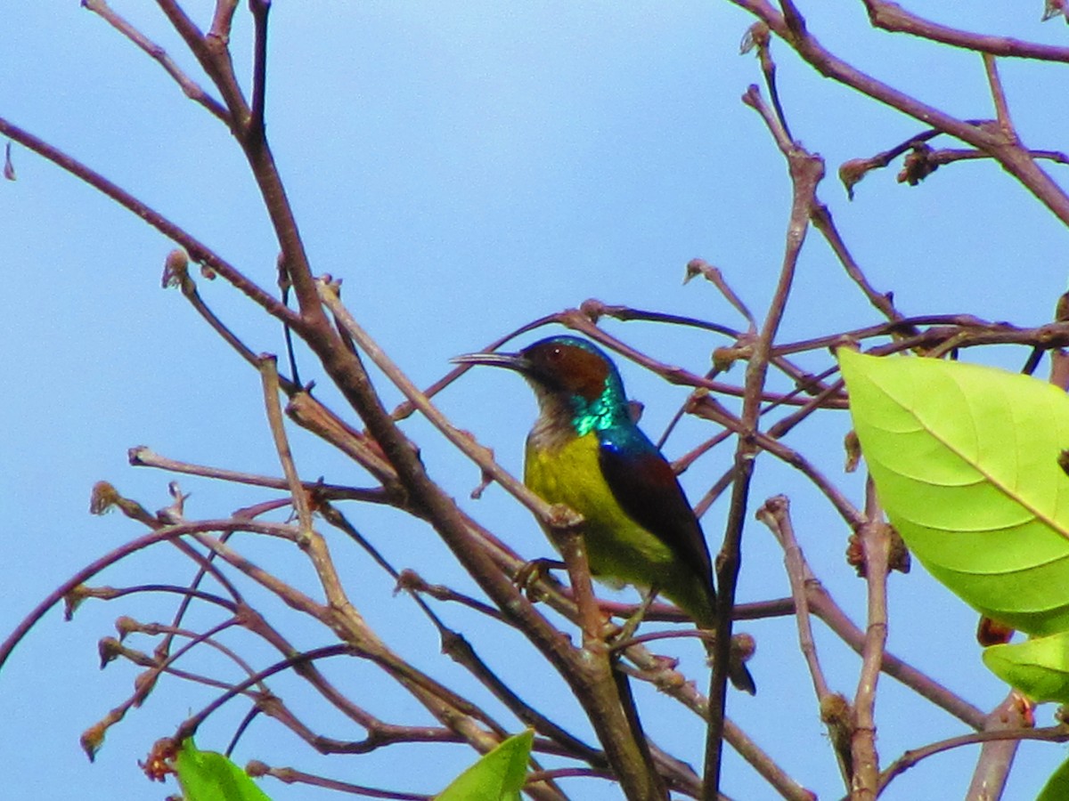 Gray-throated Sunbird - ML633269621