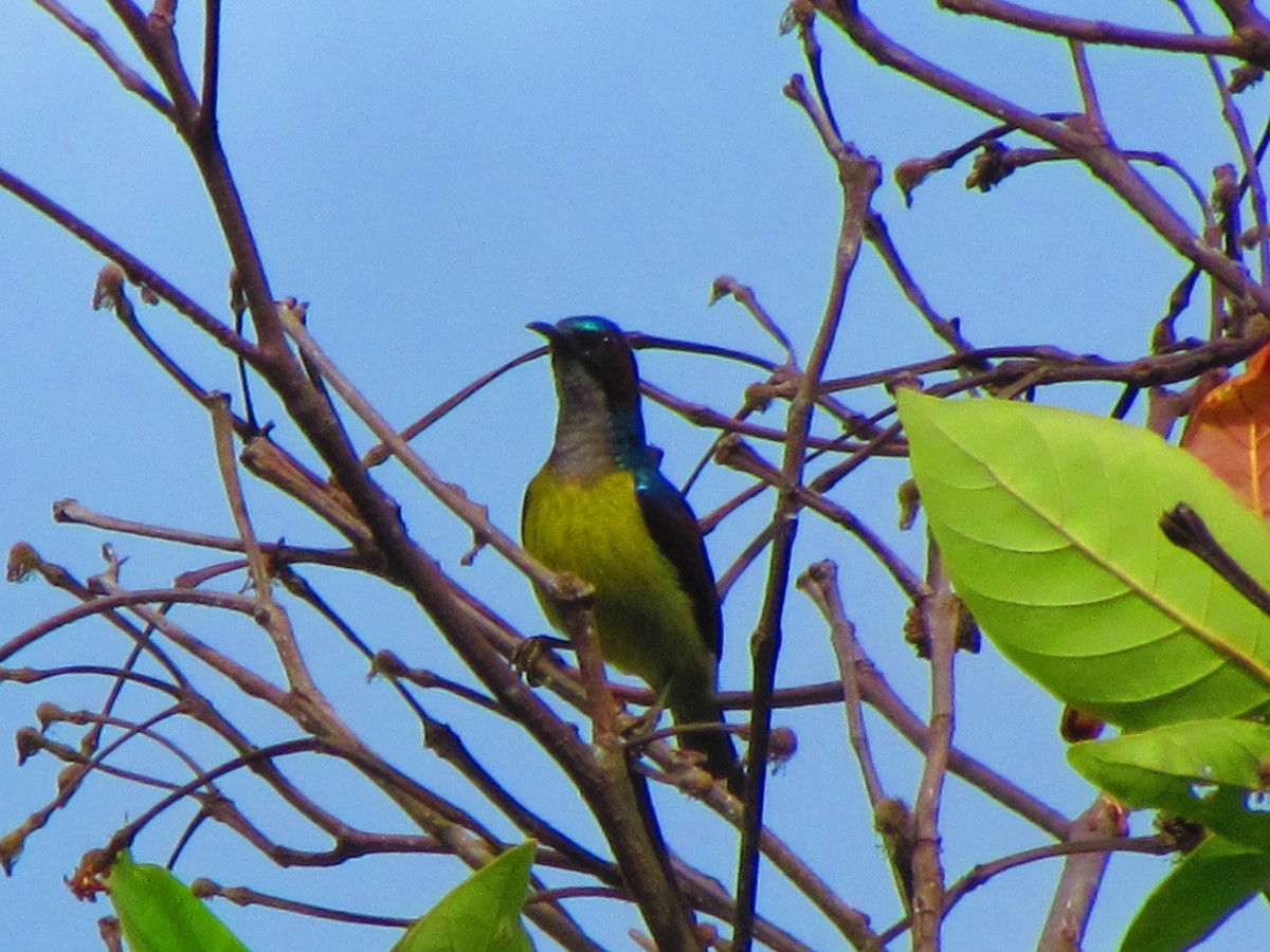Gray-throated Sunbird - ML633269623