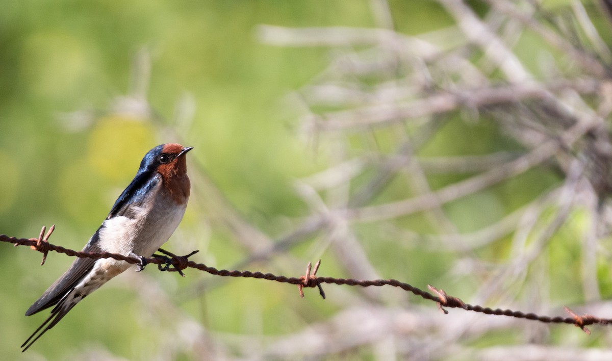 Welcome Swallow - ML633269842