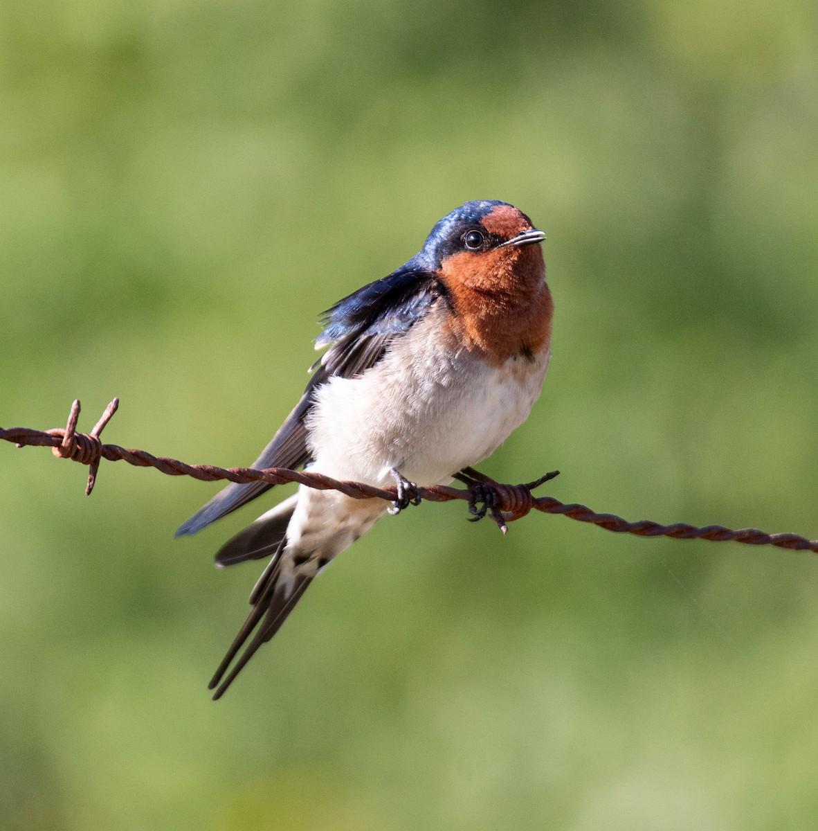 Welcome Swallow - ML633269843