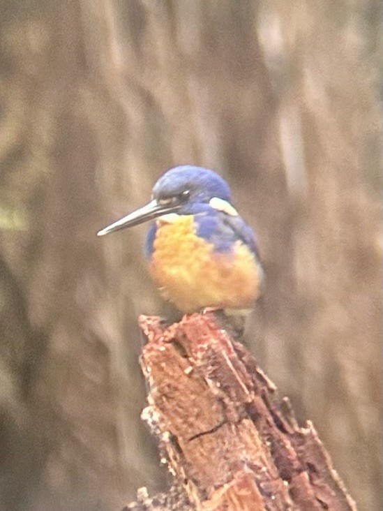 Azure Kingfisher - ML633269879