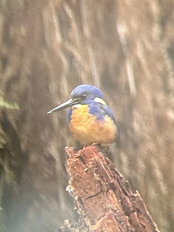 Azure Kingfisher - ML633269880