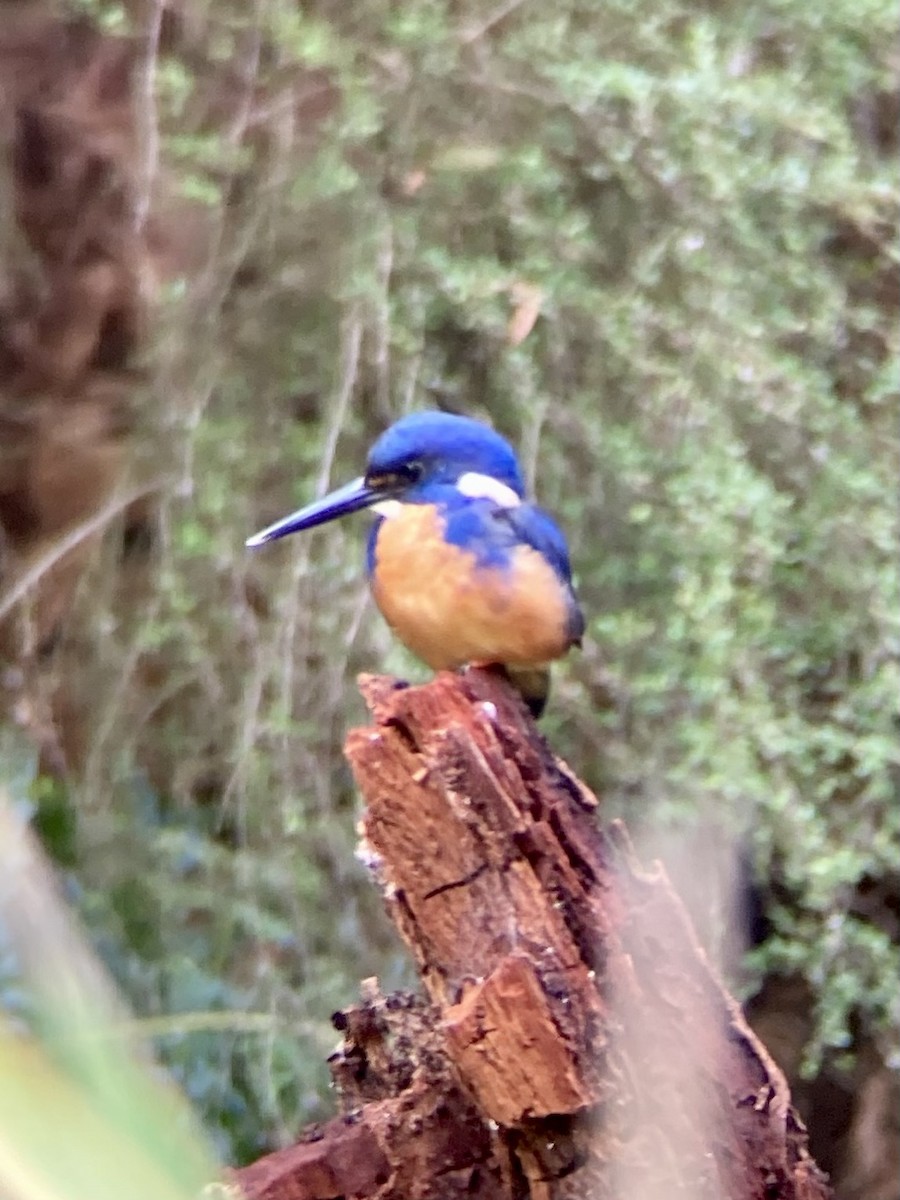 Azure Kingfisher - ML633269881
