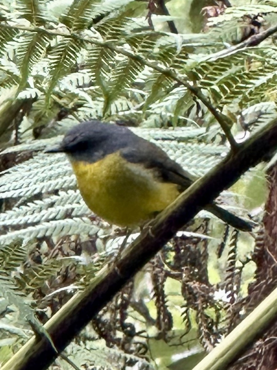 Eastern Yellow Robin - ML633269883