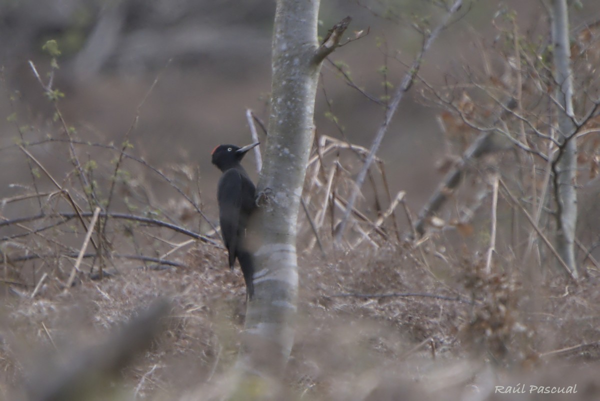 Black Woodpecker - ML633269968