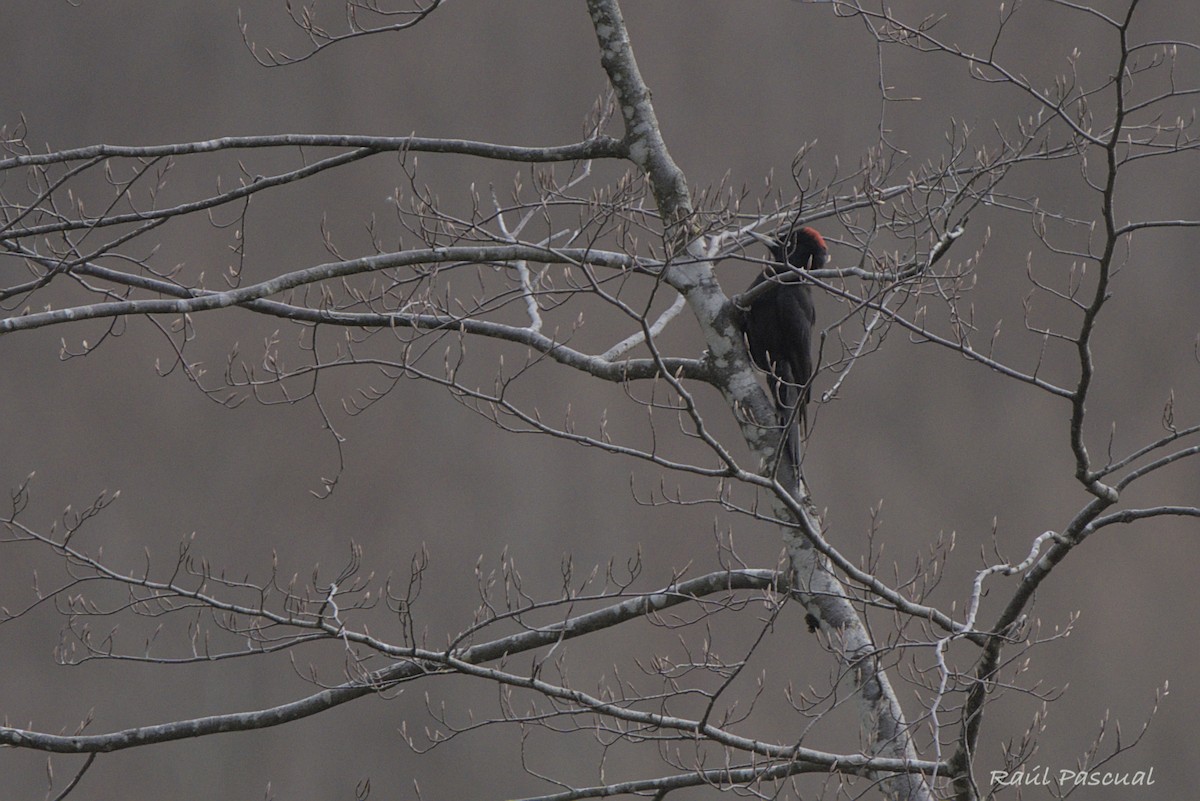 Black Woodpecker - ML633269969