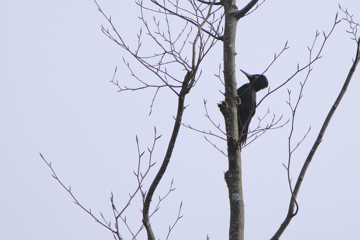 Black Woodpecker - ML633269970