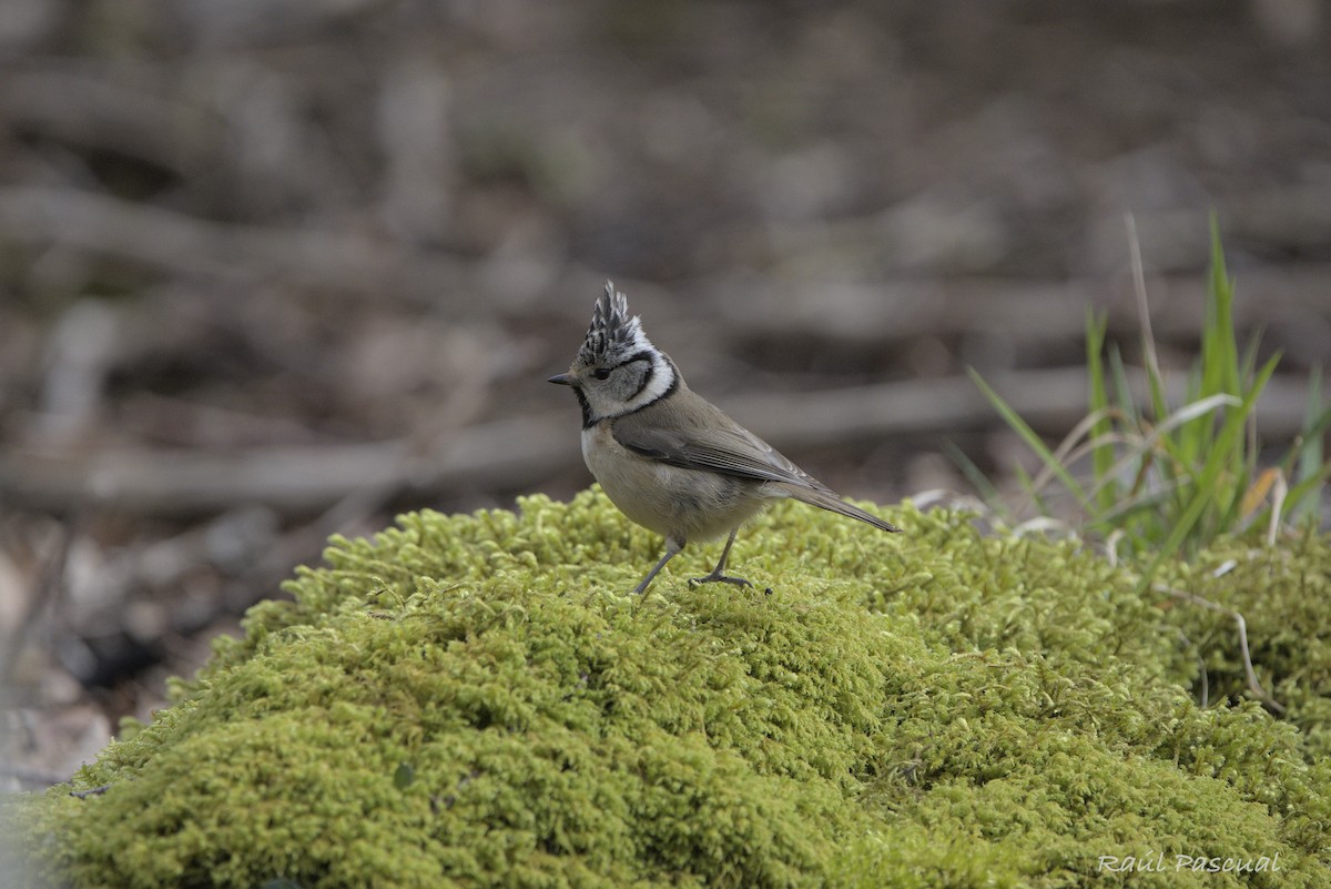 Crested Tit - ML633269976