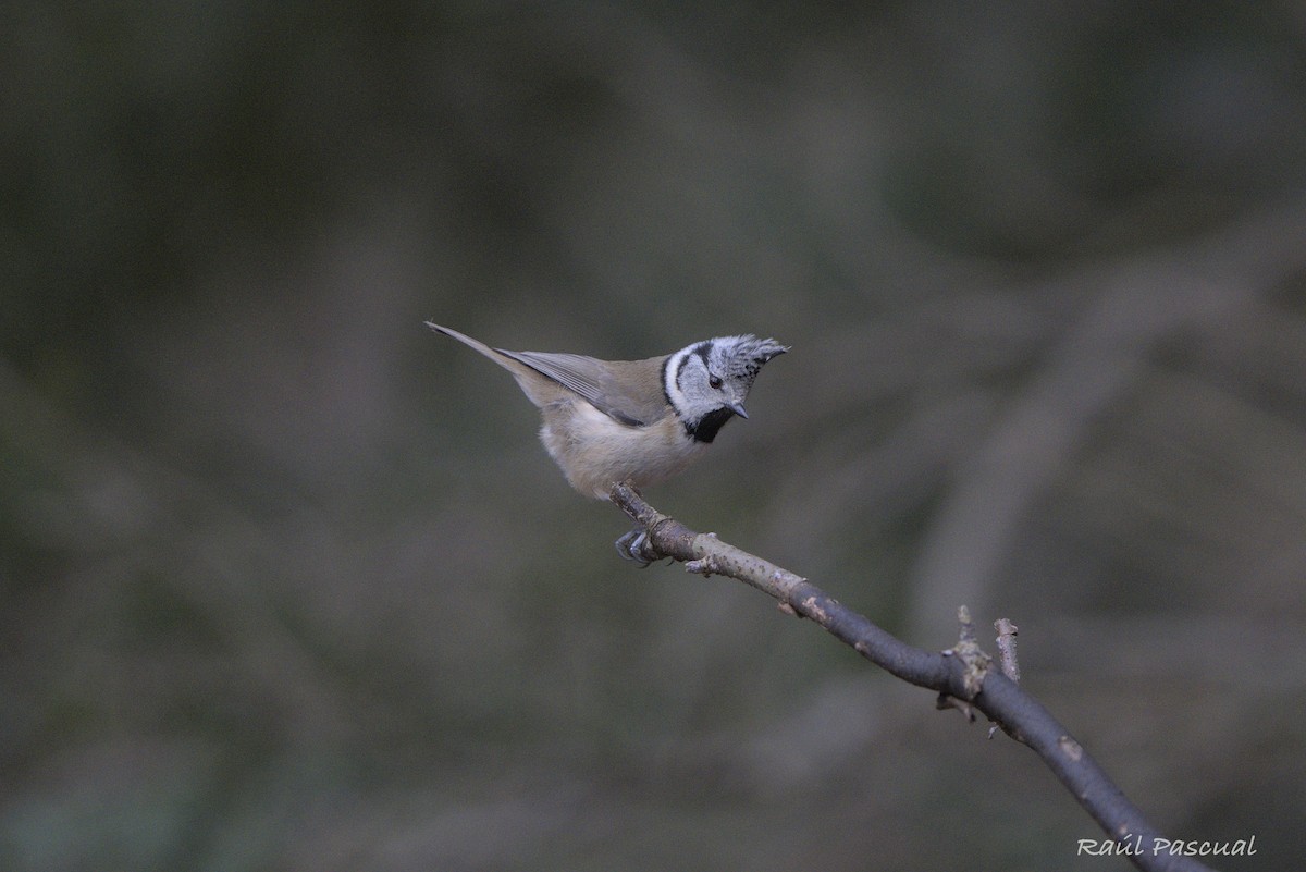 Crested Tit - ML633269979