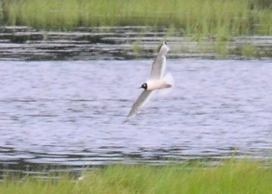 Franklin's Gull - ML63327011