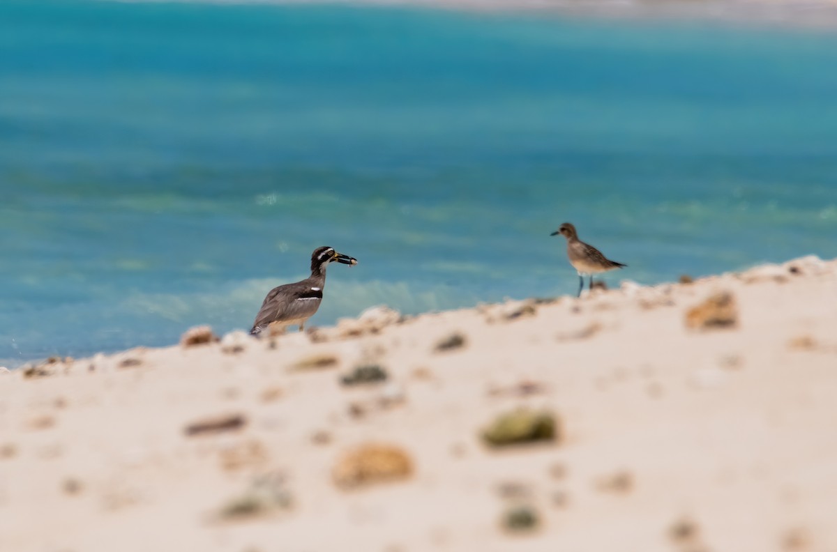Beach Thick-knee - ML633270243