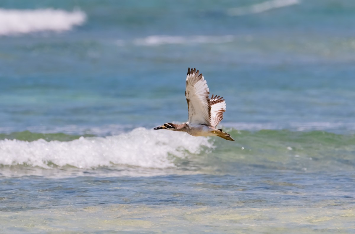 Beach Thick-knee - ML633270245