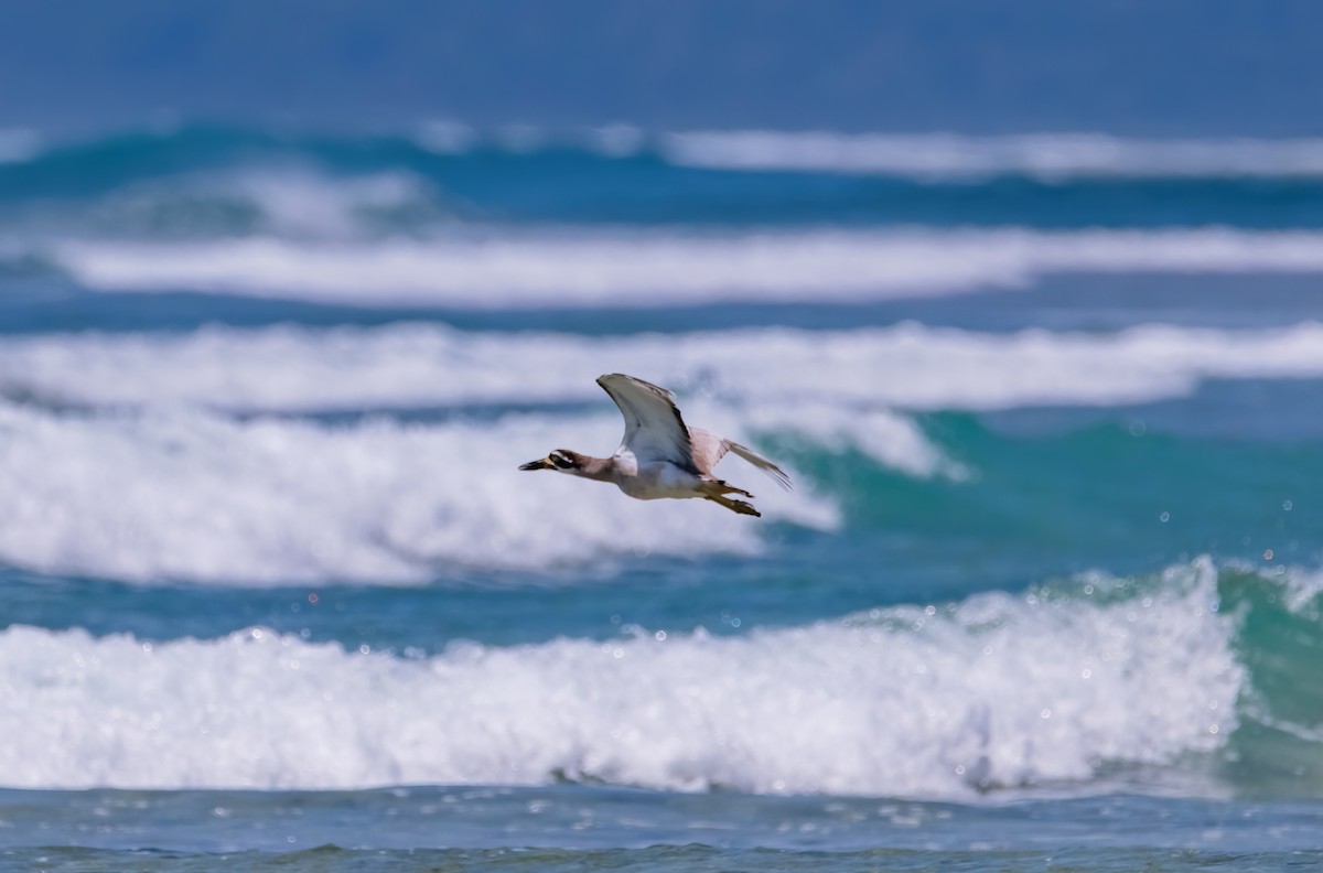 Beach Thick-knee - ML633270246