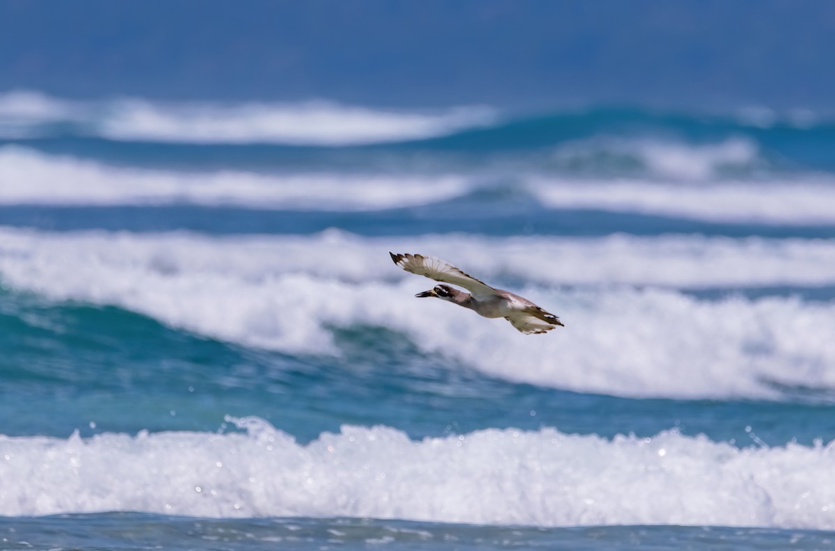 Beach Thick-knee - ML633270247