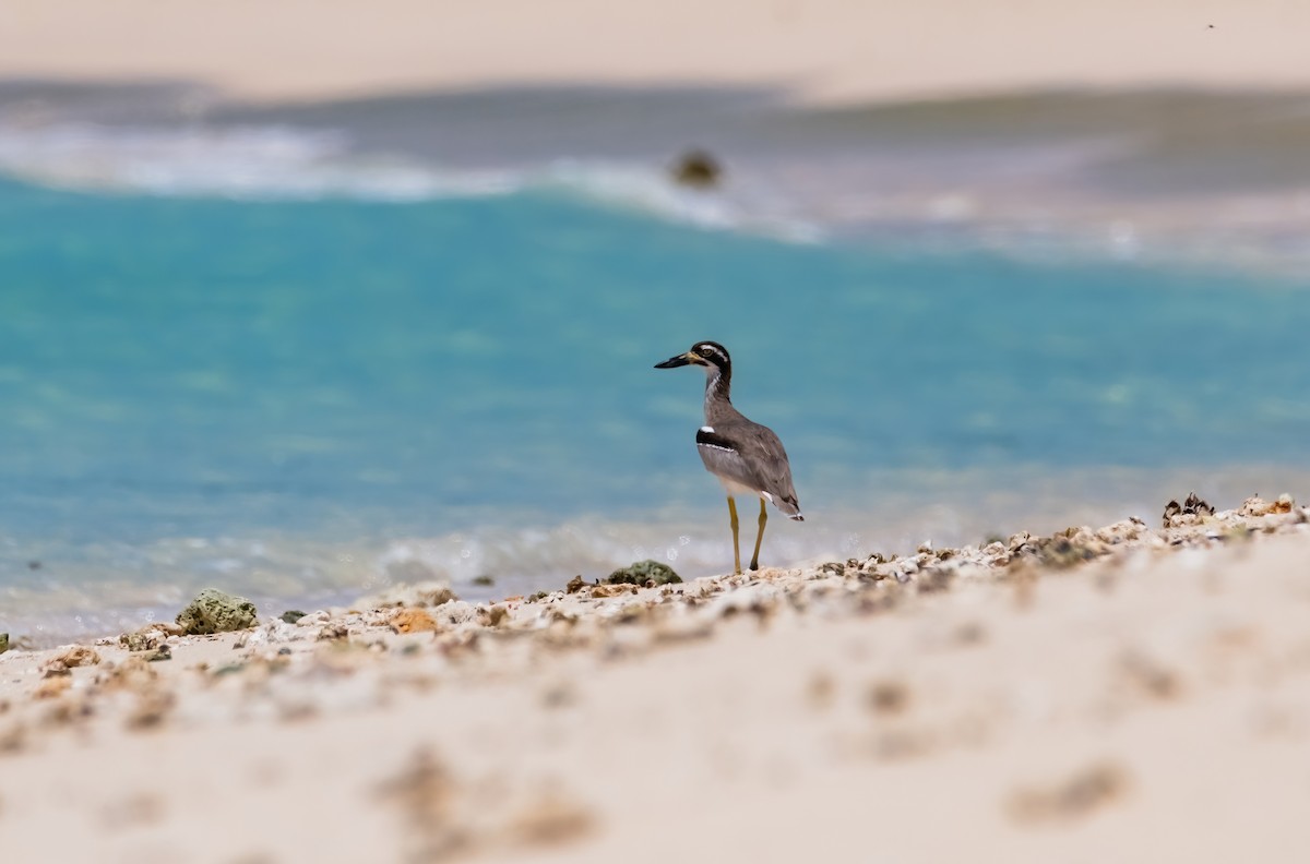 Beach Thick-knee - ML633270248