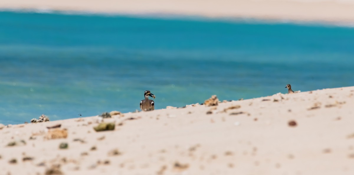 Beach Thick-knee - ML633270250