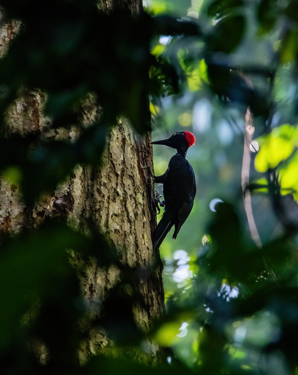 Andaman Woodpecker - ML633270267
