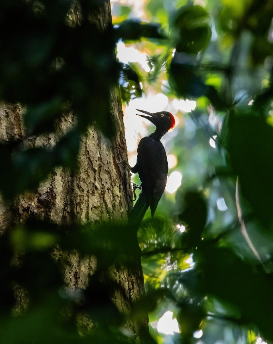 Andaman Woodpecker - ML633270268