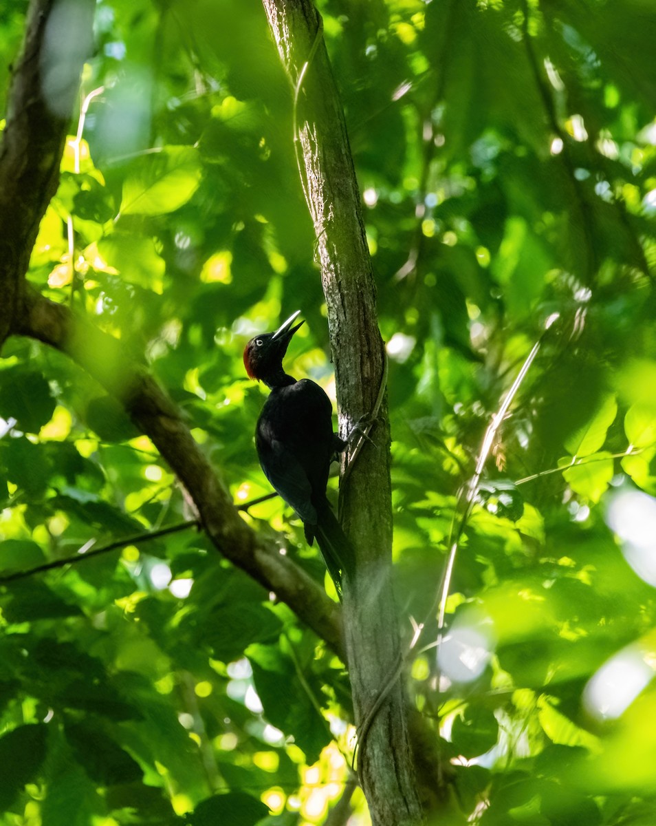Andaman Woodpecker - ML633270269