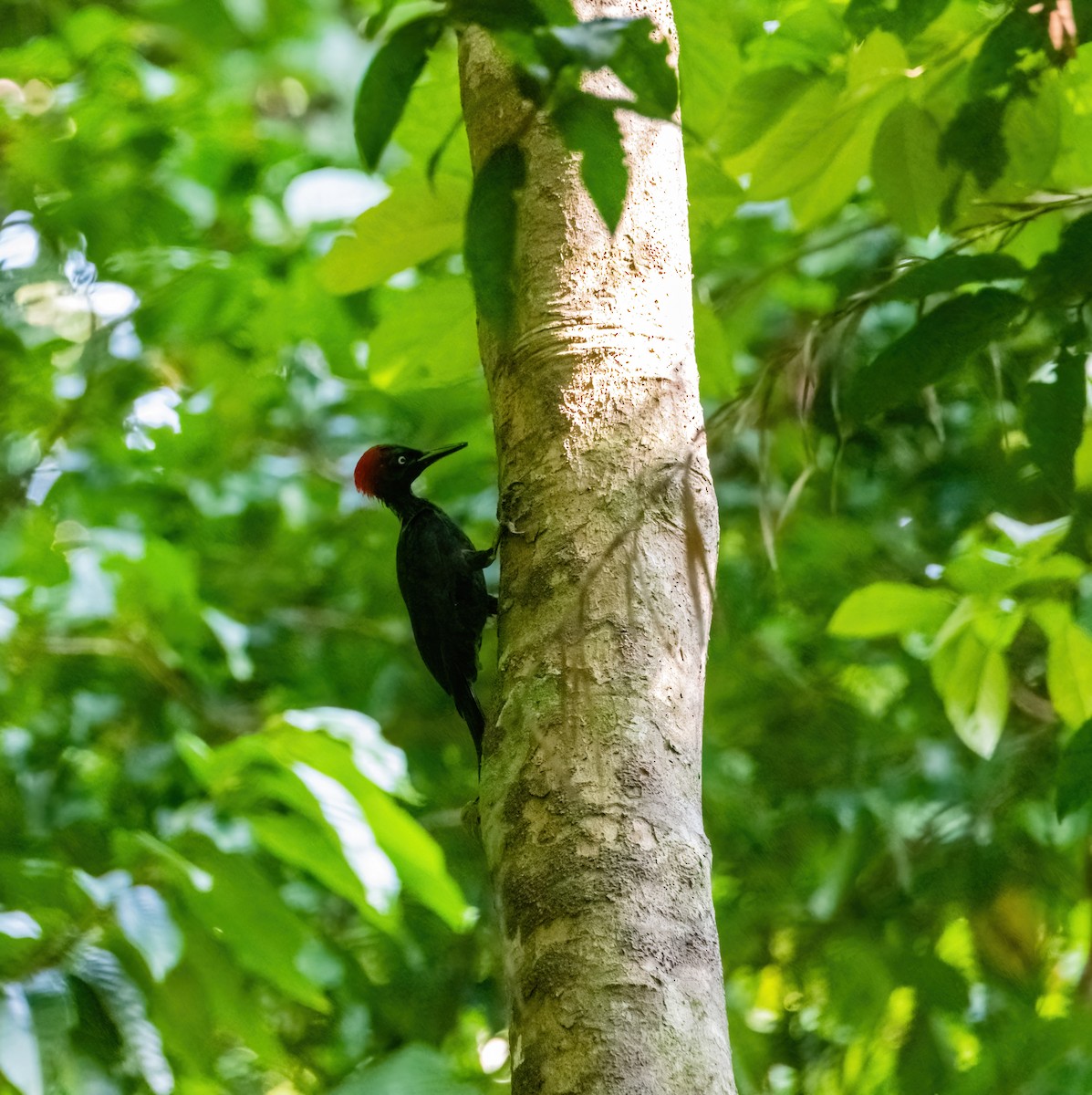 Andaman Woodpecker - ML633270270