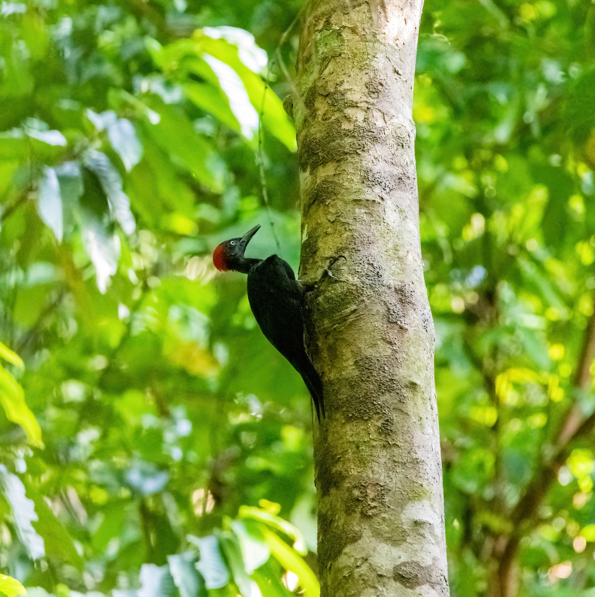 Andaman Woodpecker - ML633270271