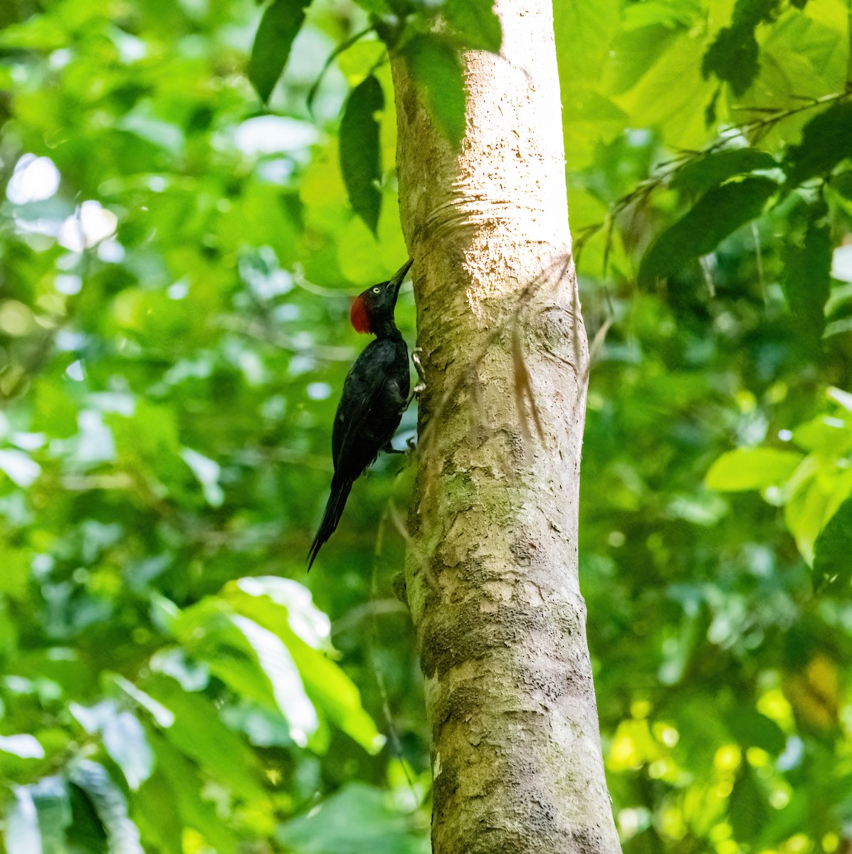Andaman Woodpecker - ML633270272