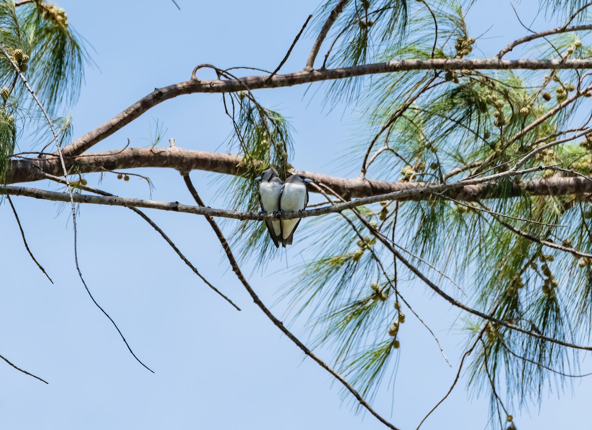 White-breasted Woodswallow - ML633270277