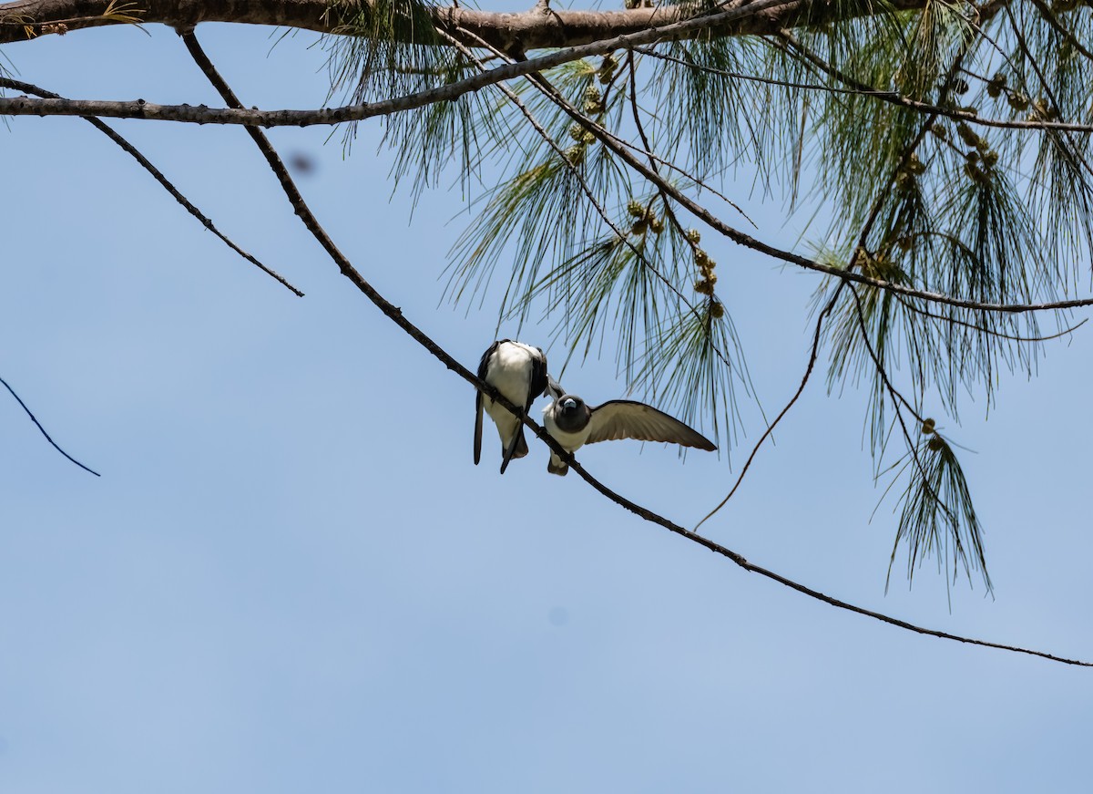 White-breasted Woodswallow - ML633270278