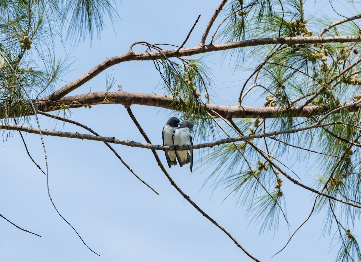 White-breasted Woodswallow - ML633270279