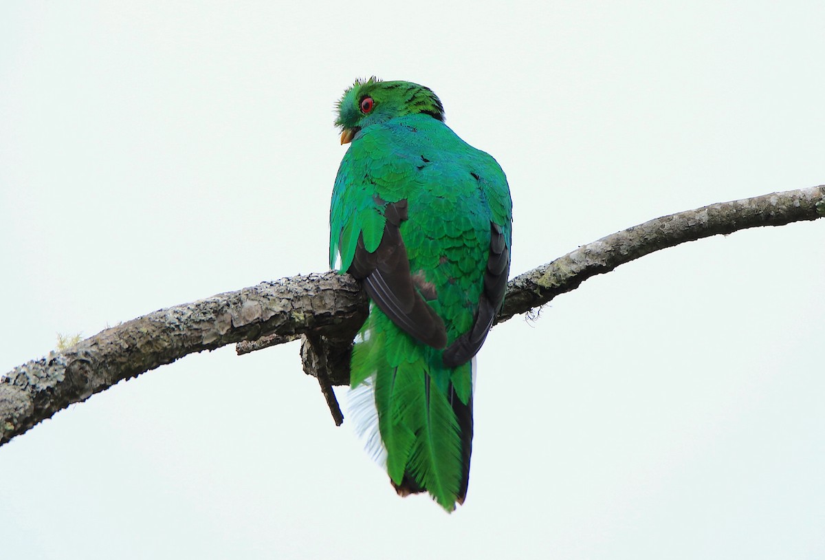 Crested Quetzal - ML633270281
