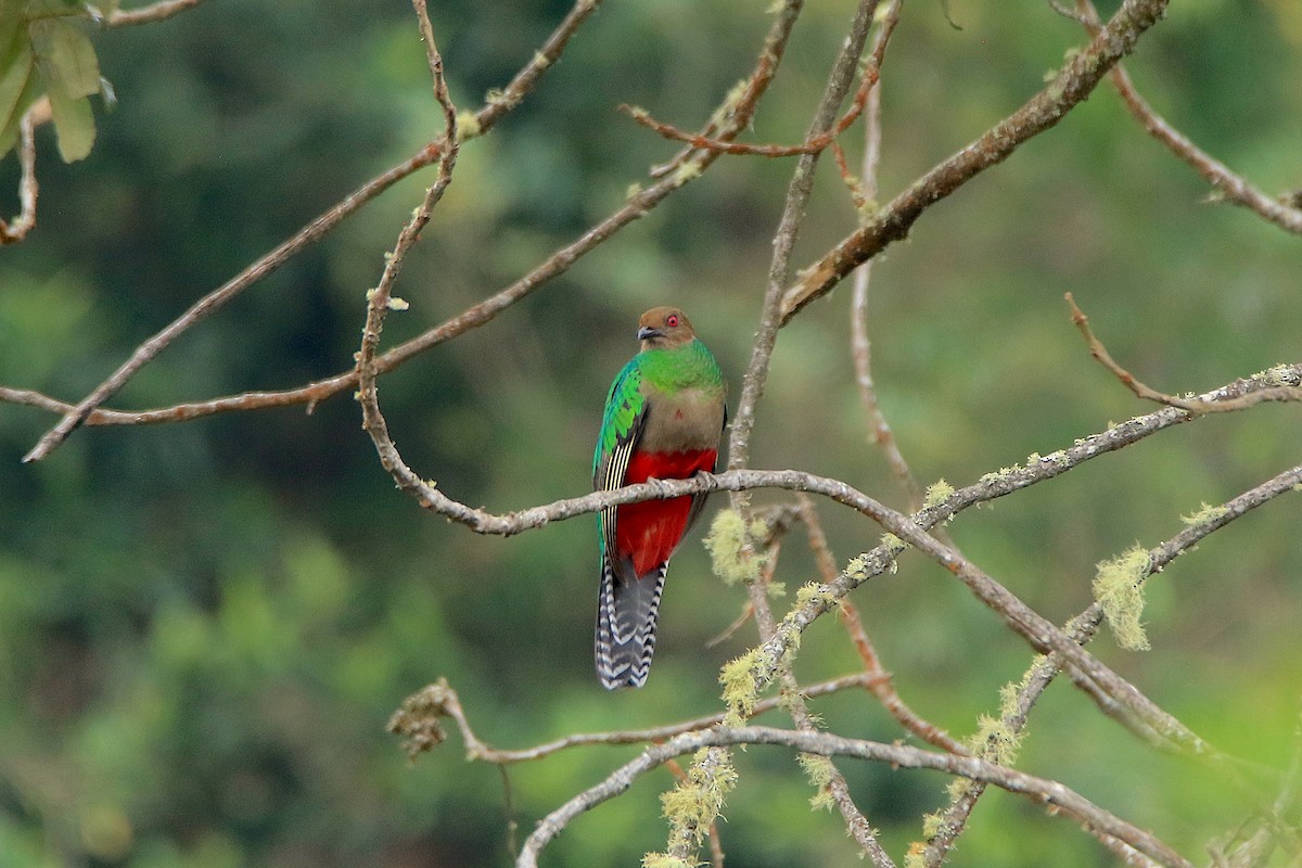 Crested Quetzal - ML633270283